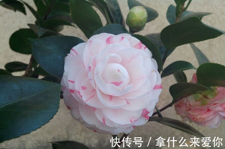 超好养的几款花朵，越浇水长得越旺，花开繁盛，烂漫又可人