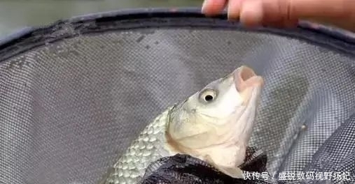 神经素|野钓打窝3大技巧,鱼获至少提升3倍