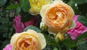 家养5种花,好养易活,不用操啥心,花色繁多易爆盆,娇艳欲滴