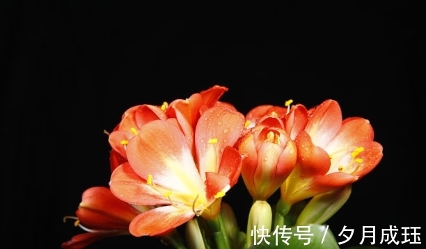 步骤|想让君子兰的叶子绿油油，这4个步骤不要做错