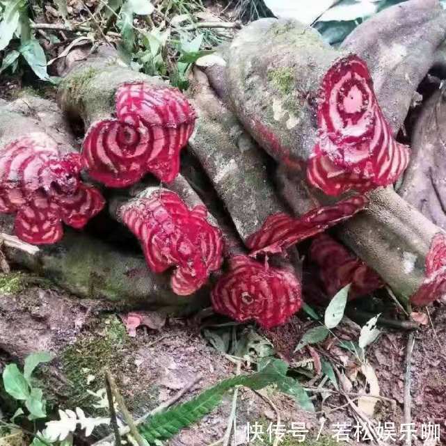 它非常珍贵,若是你的家乡也有,要珍惜,别当柴火烧