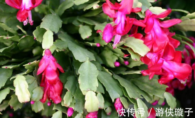 养花试试这几款,可净化卧室里的废气,提供新鲜空气