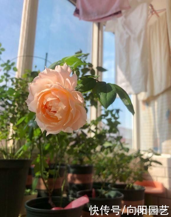 花苞|买的月季幼苗，还带着花苞！咔嚓一刀剪掉，花苞影响生长