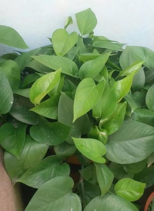 秋天,这3种花一定要勤施肥,叶片更多更厚实,好看又有光泽