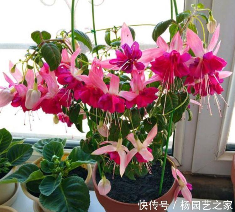 适合新手养护的几款花卉,堪称劳模,花期超长绚丽多彩