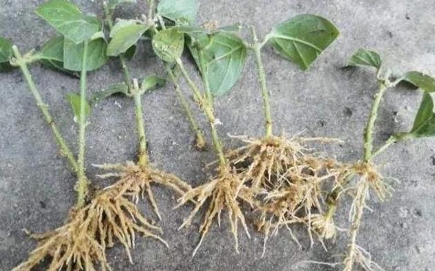 扦插茉莉花时,有一些“特殊水”,滴上几滴,能让茉莉花生根更快