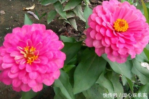 养花|3种花“不怕旱”,浇水不用愁,1月浇1次,开花照样“旺又多”