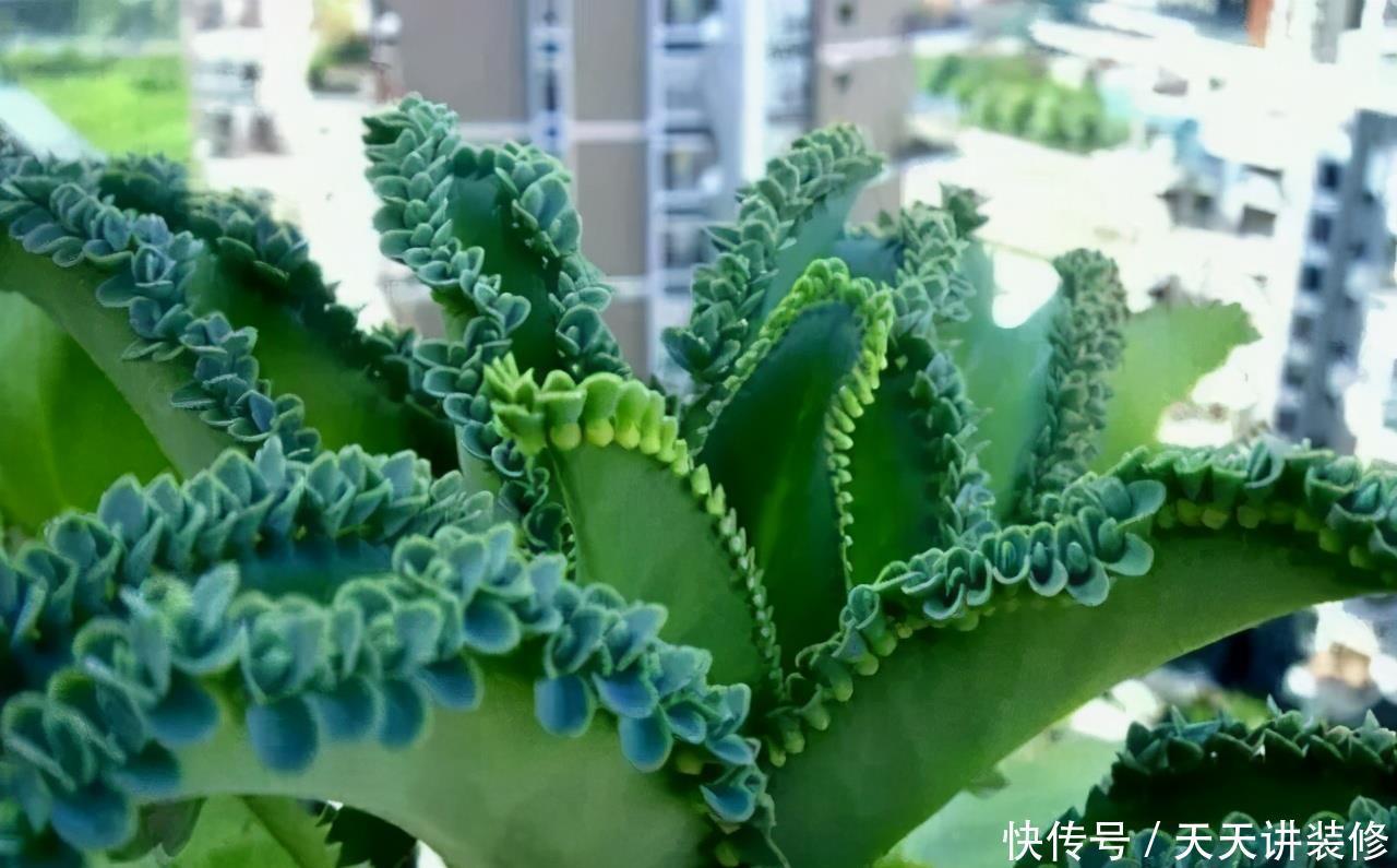 危害|花盆里有些“杂草”,都是大祸害,见了赶紧拔,危害大