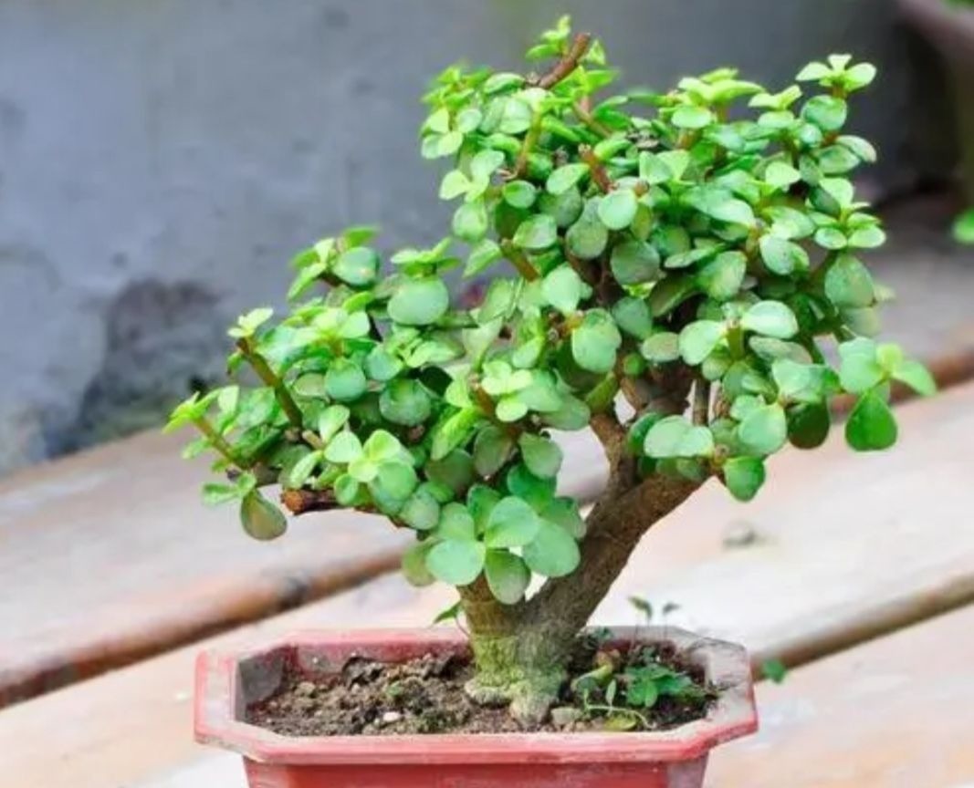 2种植物长得快,三五年养成老桩,越养越值钱