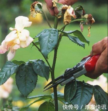 秋季养月季，“3多3少”很重要，占尽秋天芳华，冬天前开出最美花