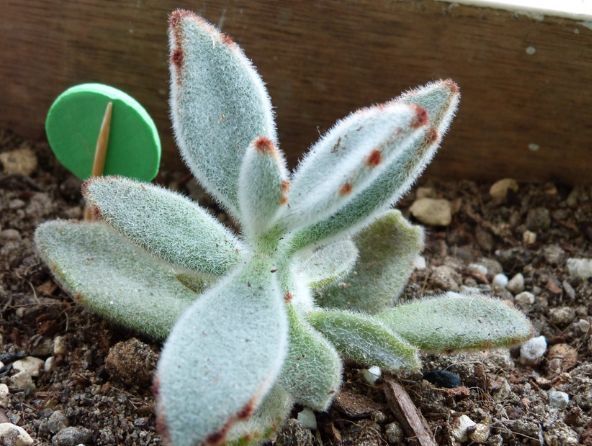 “优良牡丹”初乌，花色如墨，姿容高雅，实属养花首选