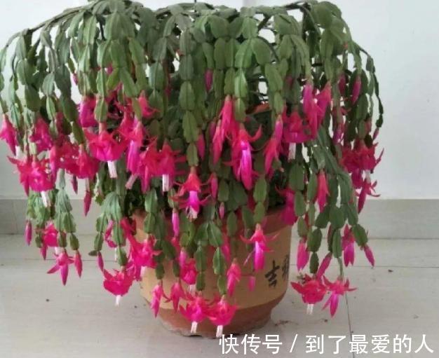 蟹爪兰，仙人掌科附生肉质植物！日常注意4要点，花开爆盆