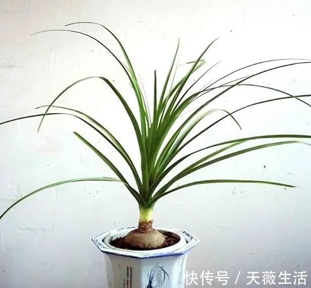 金钱树|客厅4种“耐旱”花,30天不浇水,反而爆盆,枝粗叶绿适合懒人