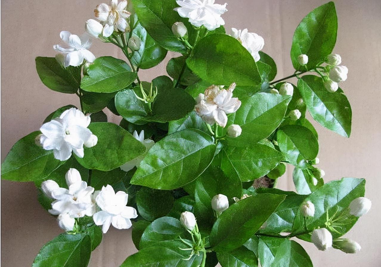 农历九月十八霜降后，养什么花？家里养3种花，抬头见喜举步迎春