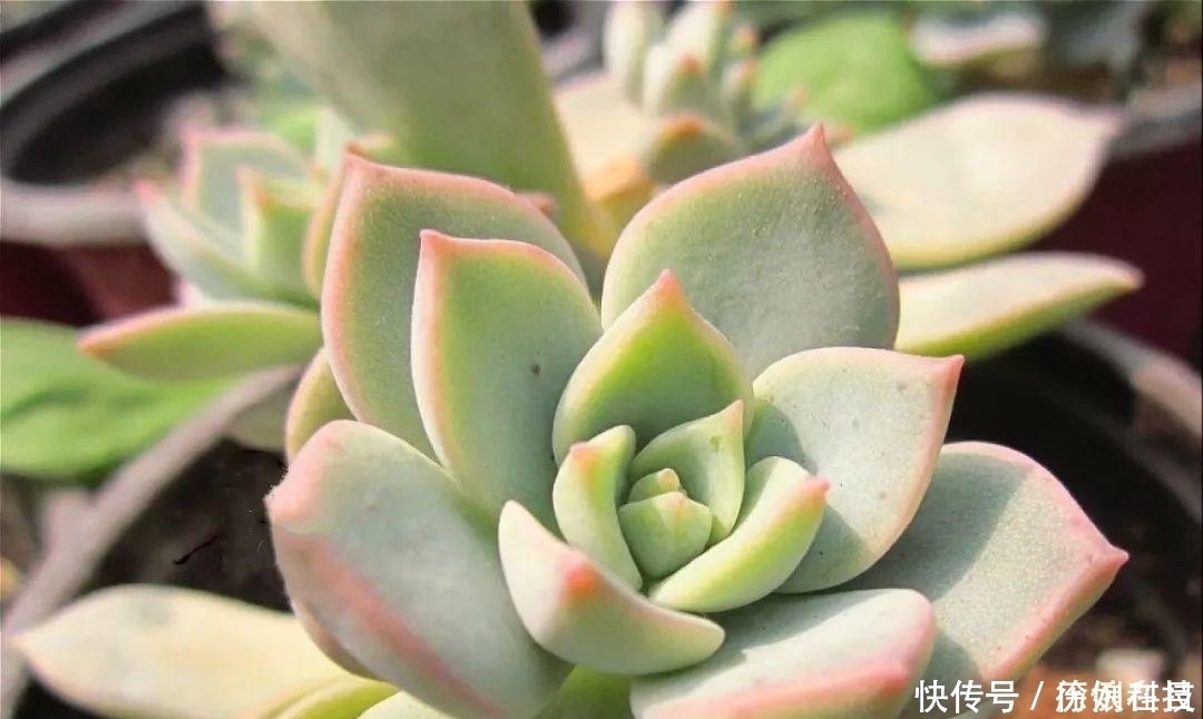营养土|多肉易干瘪,三个“小动作”,催新芽冒白根,3个月养成小老桩