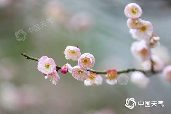 梅谱|踏雪寻梅暗香来 2022赏梅花地图带你一览梅花风姿