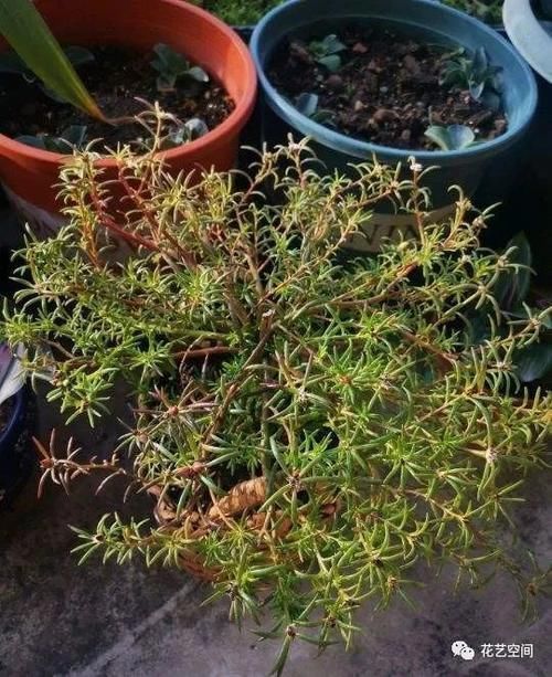 土培|这三种花不是一次性花,开花一次接一次,“手欠”扔掉太可惜!