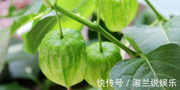 营养成分|女人想要变美不妨常食此果,每天一个,美容养颜,吃到就是捡到宝