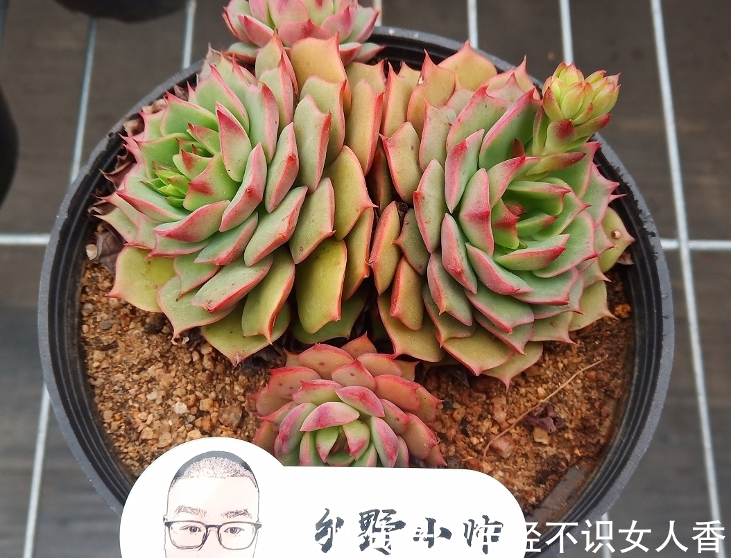 多肉“浸盆式”浇水的利与弊,你知道吗?赶紧来看一下吧