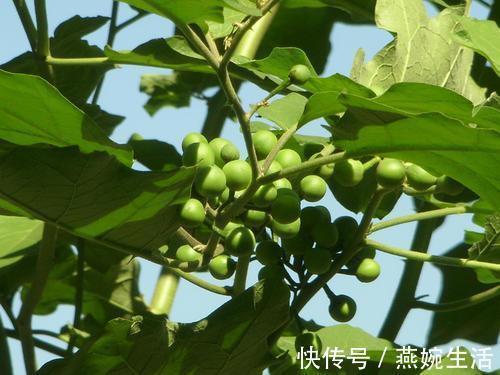 止咳|身边的外伤“特效药”，入秋要常吃，止咳还能治牙痛