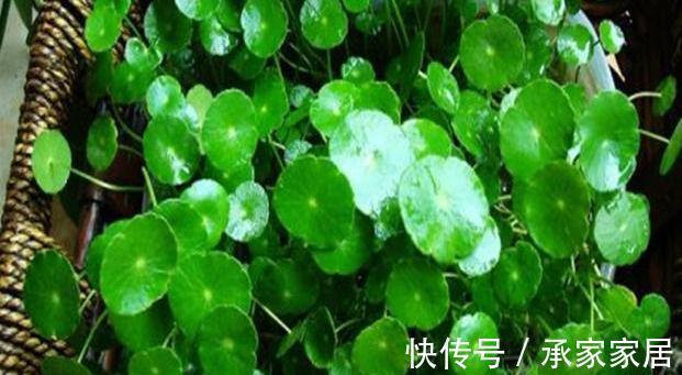 养颜|人到中年，学会常吃3种食物，清热排毒，补水养颜，营养又瘦身