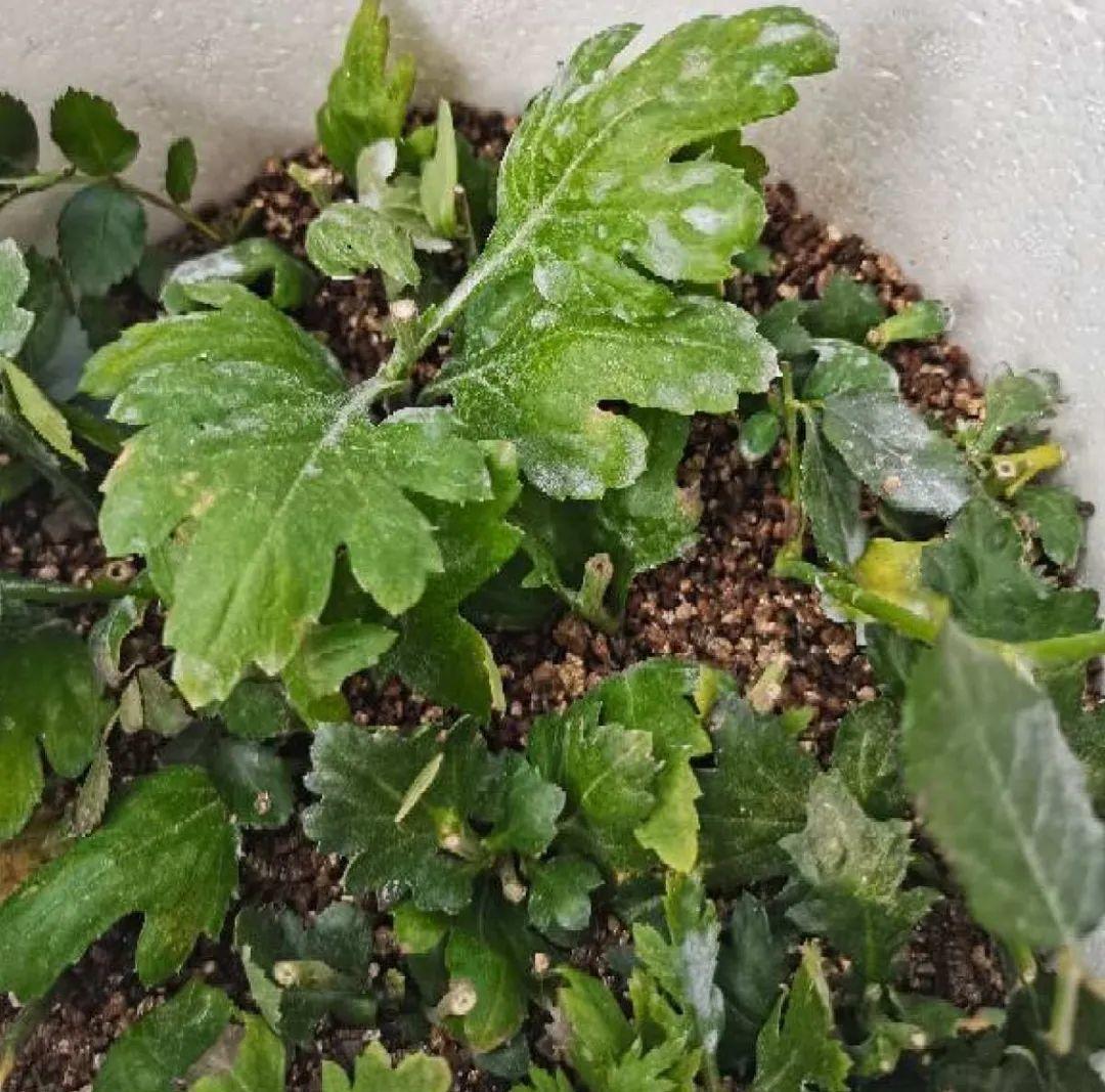 种花|8种花赶紧剃头,剃得越狠,开花越多