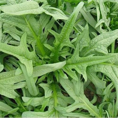 养生|秋天养生，推荐三种食物，清热排毒，健胃消食，早吃早受益