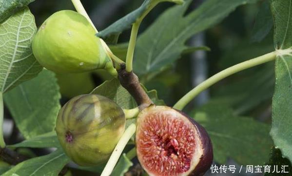 医生|血糖高的人，一点水果不能吃吗？医生坦言：3水果可多吃，不升糖