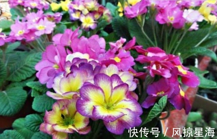 4种漂亮花,好养易活能爆盆,招财纳福好运来,日子越过越红火