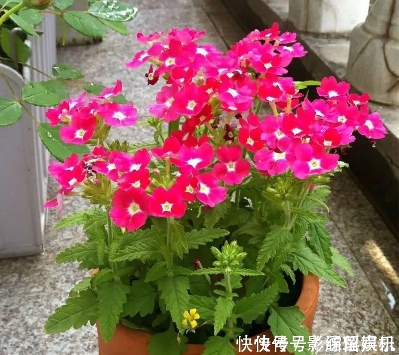 有院子就养这几种花，漂亮又吉利，越养越顺心