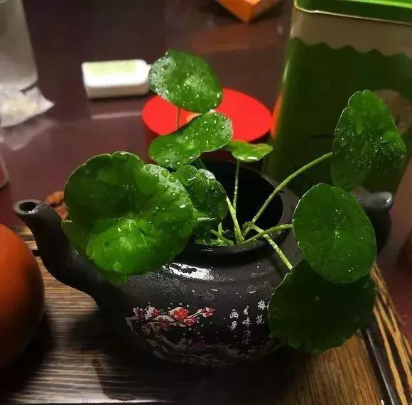 旧茶壶种点花,秒变高端盆景,卖300一个邻居抢着要
