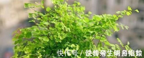 君子兰|4种花适合夏天养，开花爆盆花期长，家里财运亨通，旺运一整年