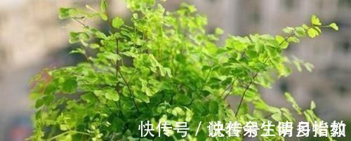 4种花适合夏天养,开花爆盆花期长,家里财运亨通,旺运一整年