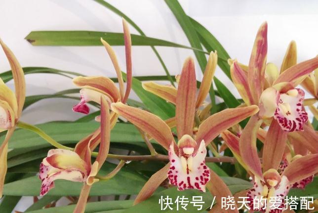 兰花长出花苞，“穷养”还是“富养”？关键看一点，穷富由它决定