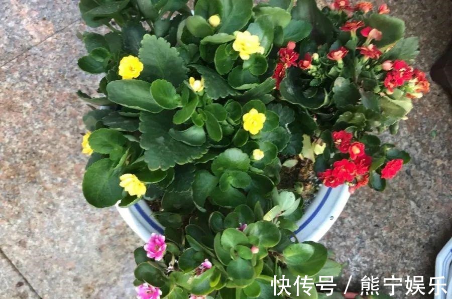 这花开完叶子就变皱赶紧修剪、施肥,不然长不大!