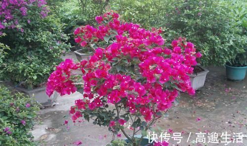 我把三角梅催花的方法都写在这里了，求你们别再问为什么不开花了