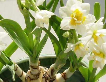 想要成为养花高手,必须戒掉这三个恶习,不然养啥都是徒劳的