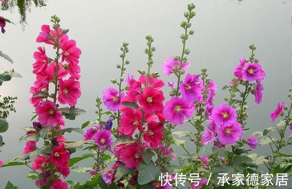 紫罗兰|养花试试这几款,浇水不能碰到花儿,不然很容易就会烂掉