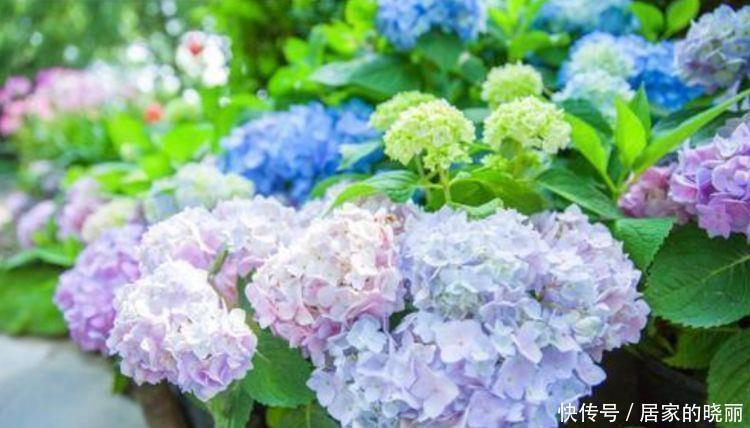 吉祥|家里要养4种花，开花吉祥又喜庆，一开就300多天！