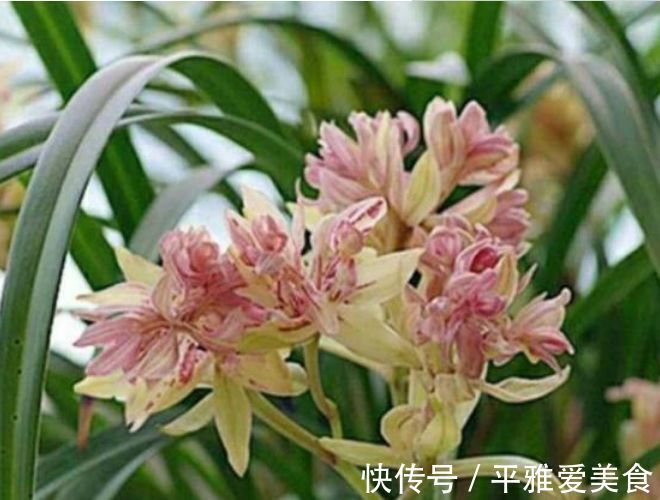 富山奇蝶|5种花好养又漂亮,不用管照样长得旺,年年开花不断,美翻天!