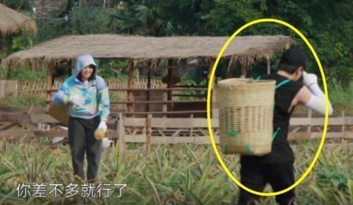 黄磊|张子枫摘菠萝摔倒,谁注意第一个冲过去关心的人偶像剧都没这么甜