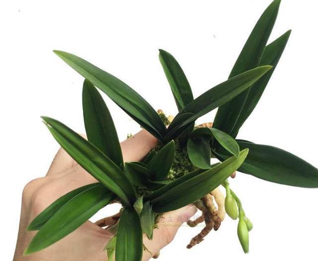 被誉为矮种至尊之王的矮种兰花,花瓣素雅,花叶挺拔,性价比极高