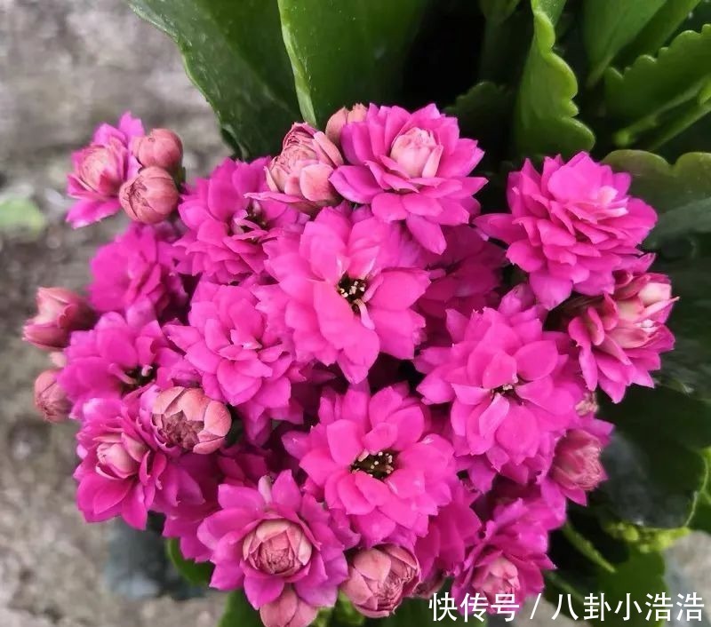 花期|45种长寿花，个个都是高颜值，家里养几盆，美得移不开眼