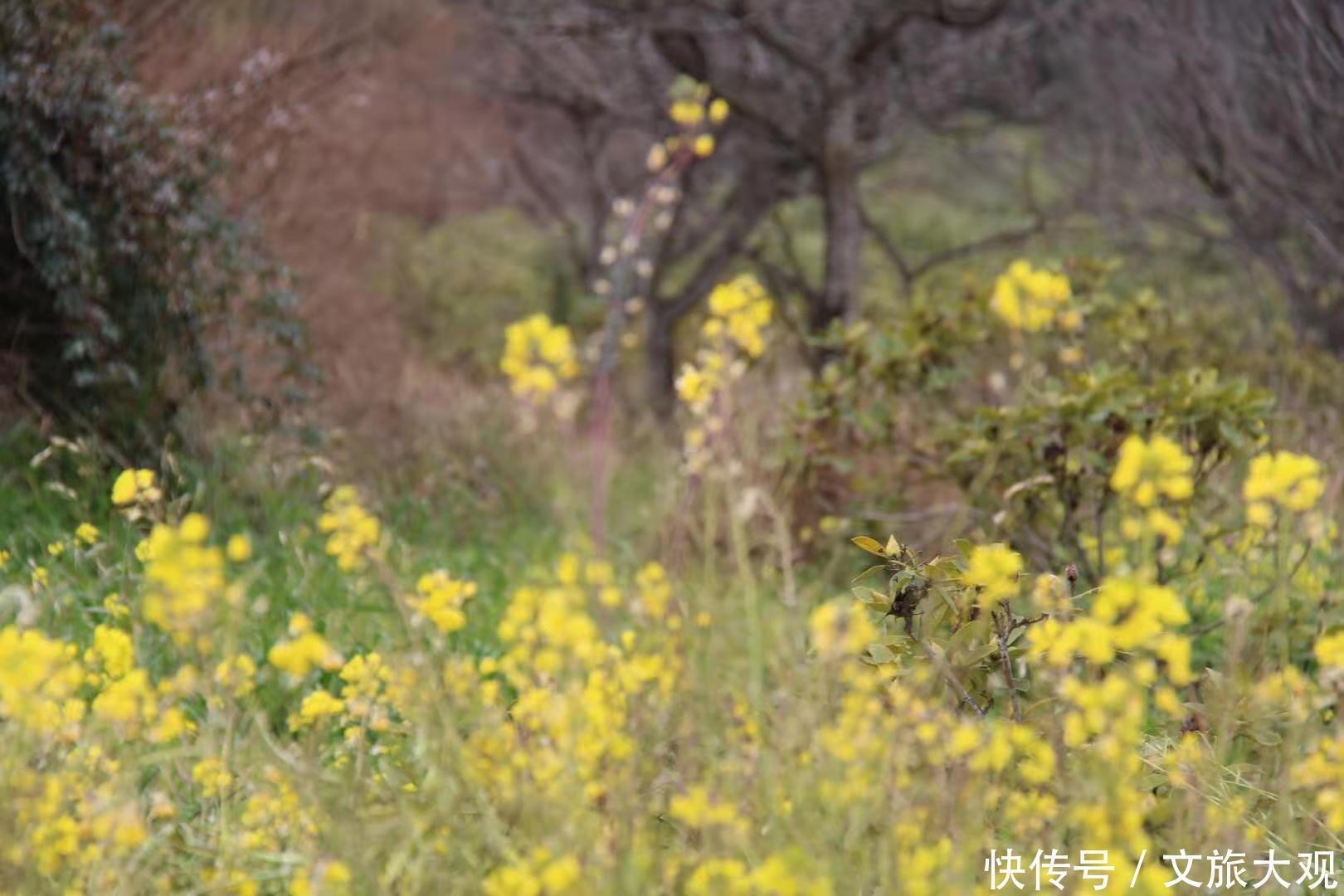 昆明冬日看花