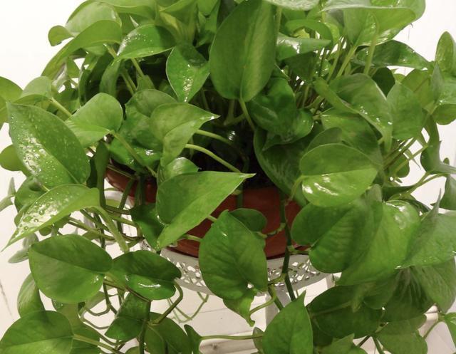 花卉|家里“肥料”不够用，出门捡“2种料”，处理后撒盆里，养分足！