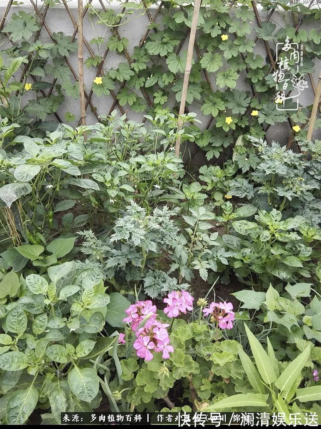 草木|一定要爱着点什么,恰是草木对光阴的柔情!