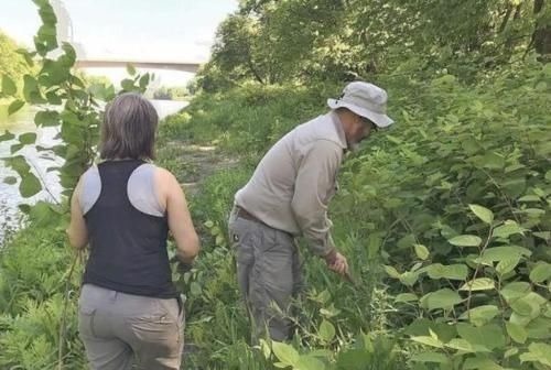 英国专家纳闷:这种植物我们花几十亿治理,为何中国却拿来赚钱?