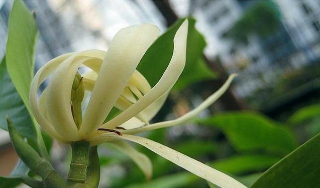 熏得一室香|我国“最香”盆栽花,一不小心就爆盆,家里种2棵,熏得一室香