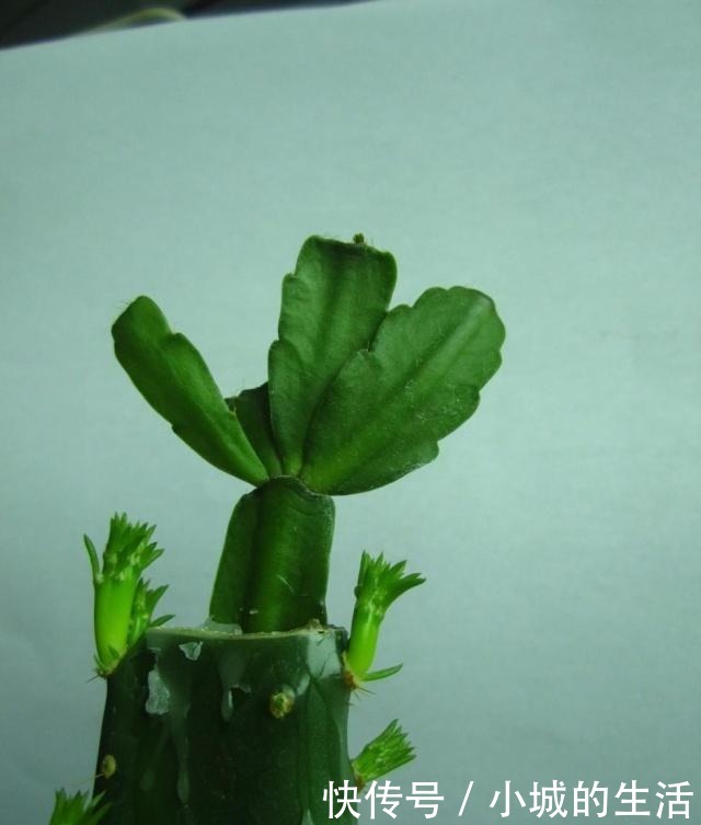 蟹爪兰嫁接很简单，做好细节就能成功！蟹爪兰嫁接很简单，做好细节就能成功！