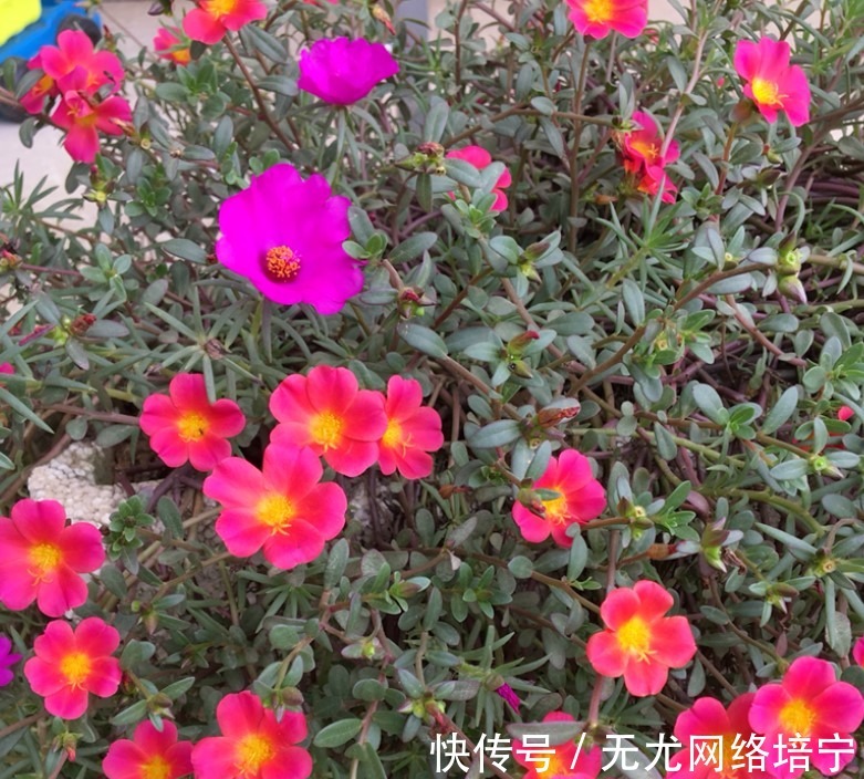 花卉|总觉得家里植物开花太少,可以试试这些花,开花量非常大